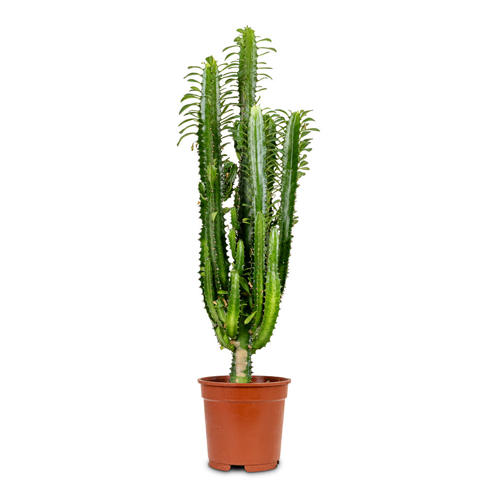 Euphorbia trigona African Milk Tree 17x50cm House Plant In 