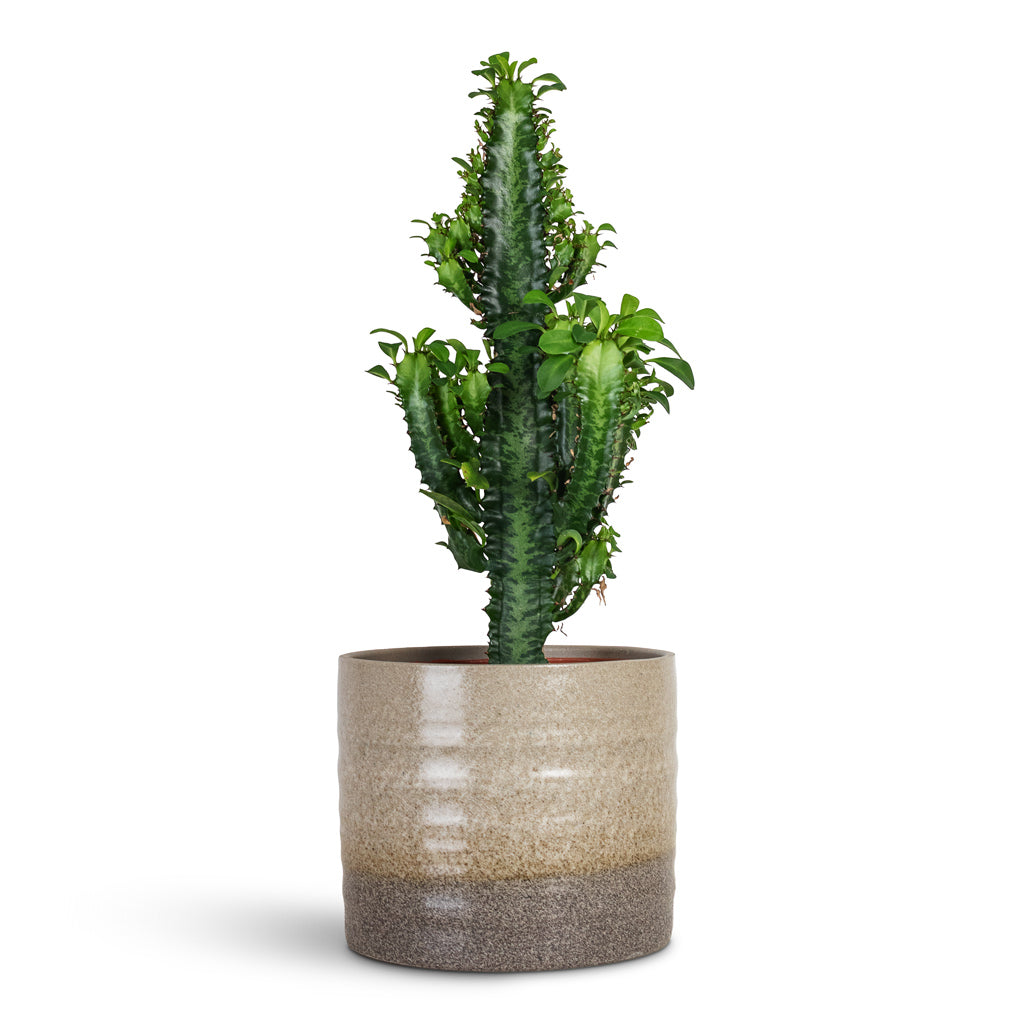 Euphorbia trigona African Milk Tree 17x50cm House Plant In Gia Pot Stone Granite 19x16cm