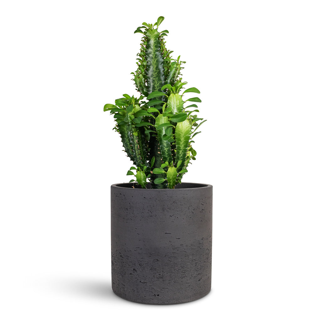 Euphorbia trigona African Milk Tree 17x50cm House Plant In Puk Pot Black Washed 20x20cm