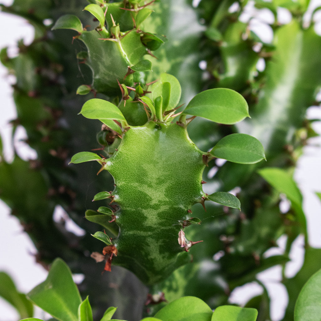 Euphorbia trigona African Milk Tree close up