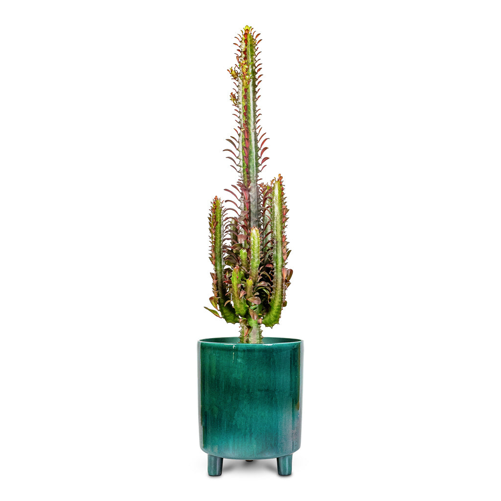 african palm tree succulent Euphorbia trigona rubra - Red African Milk Tree - Succulent | Hortology