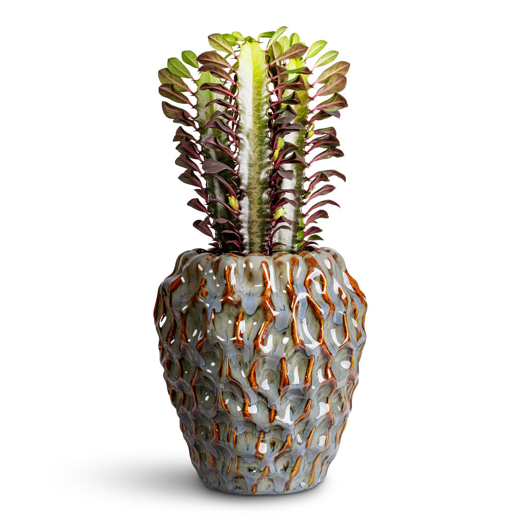 Euphorbia trigona rubra African Milk Tree 12x25cm Rachel Pot Ocean 21x23cm