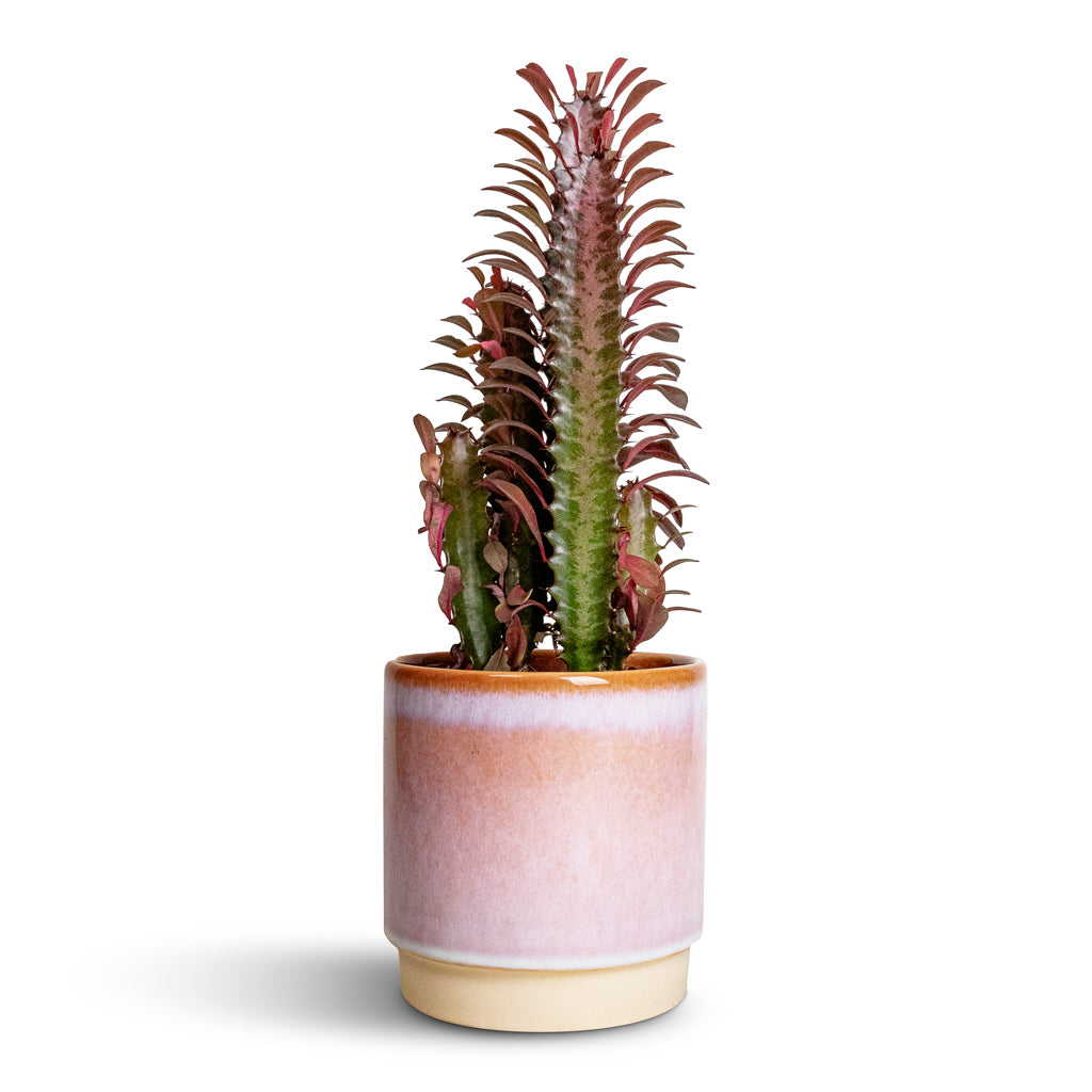 Euphorbia trigona rubra - African Milk Tree & Copenhagen Plant Pot - Pink