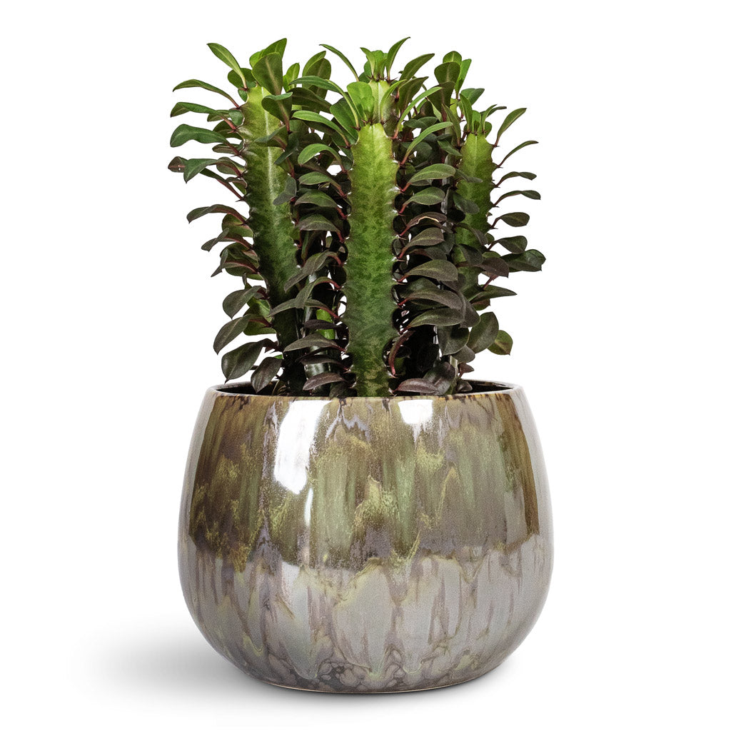 Euphorbia trigona rubra African Milk Tree - 12x30cm In Odile Plant Pot Green - 19x14cm