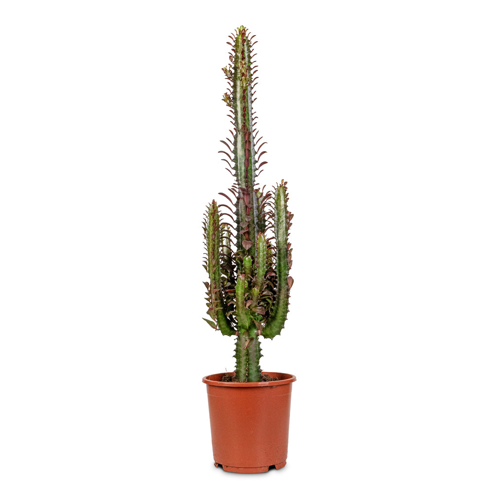 succulent milk Euphorbia trigona rubra - Red African Milk Tree - Succulent | Hortology