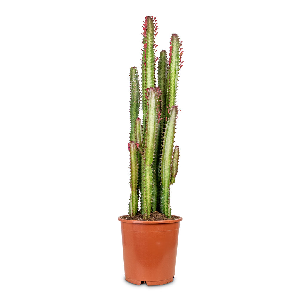 Euphorbia trigona rubra African Milk Tree 21x90cm 