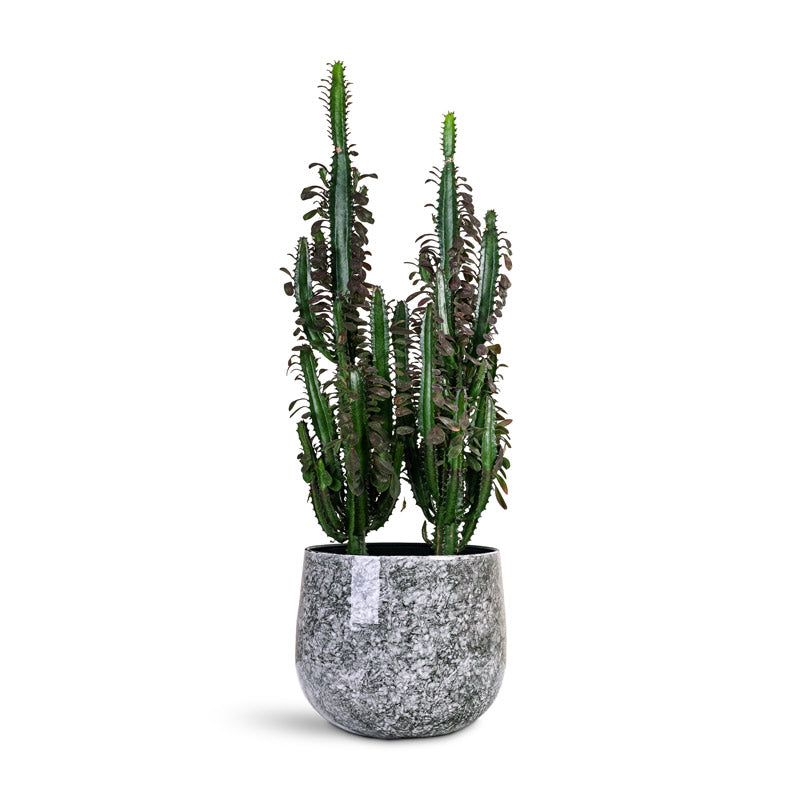 Euphorbia trigona rubra Red African Milk Tree 24x90cm House Plant In Emmie Metal Pot Mystic Grey 31x25cm