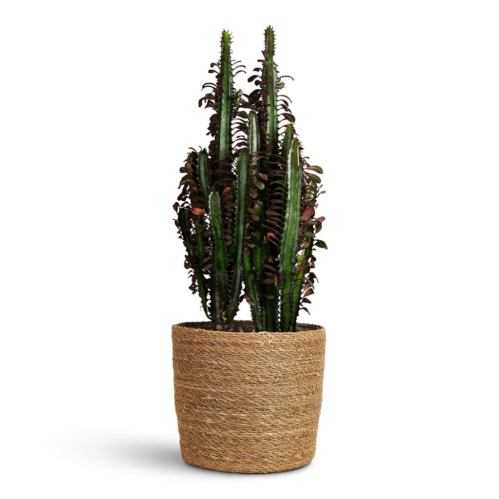 Euphorbia trigona rubra Red African Milk Tree 24x90cm House Plant In Igmar Basket Natural 30x26cm