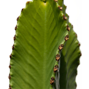 Euphorbia ingens - Candelabra Tree