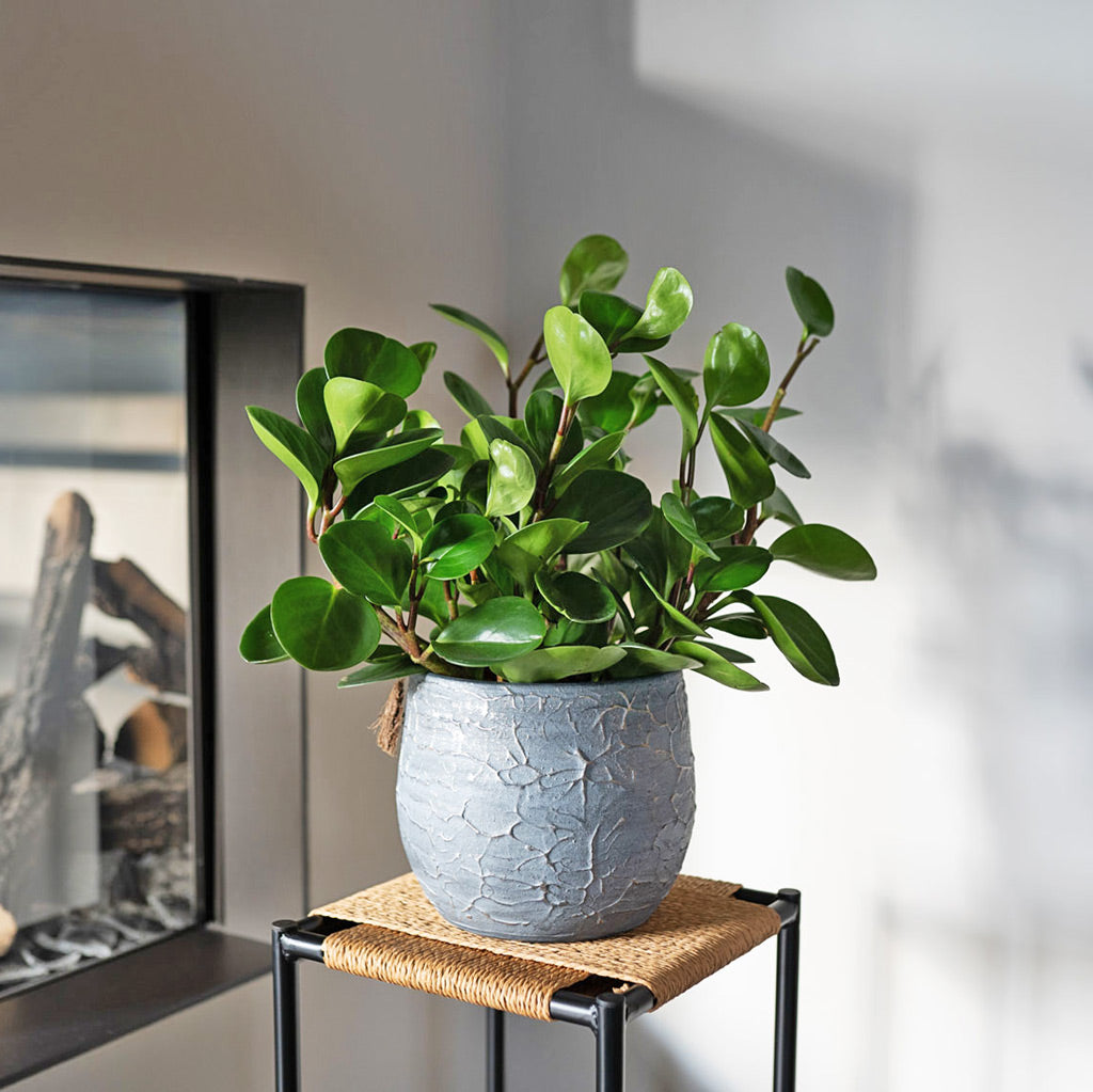 Evi Antique Silver On Display Stand 