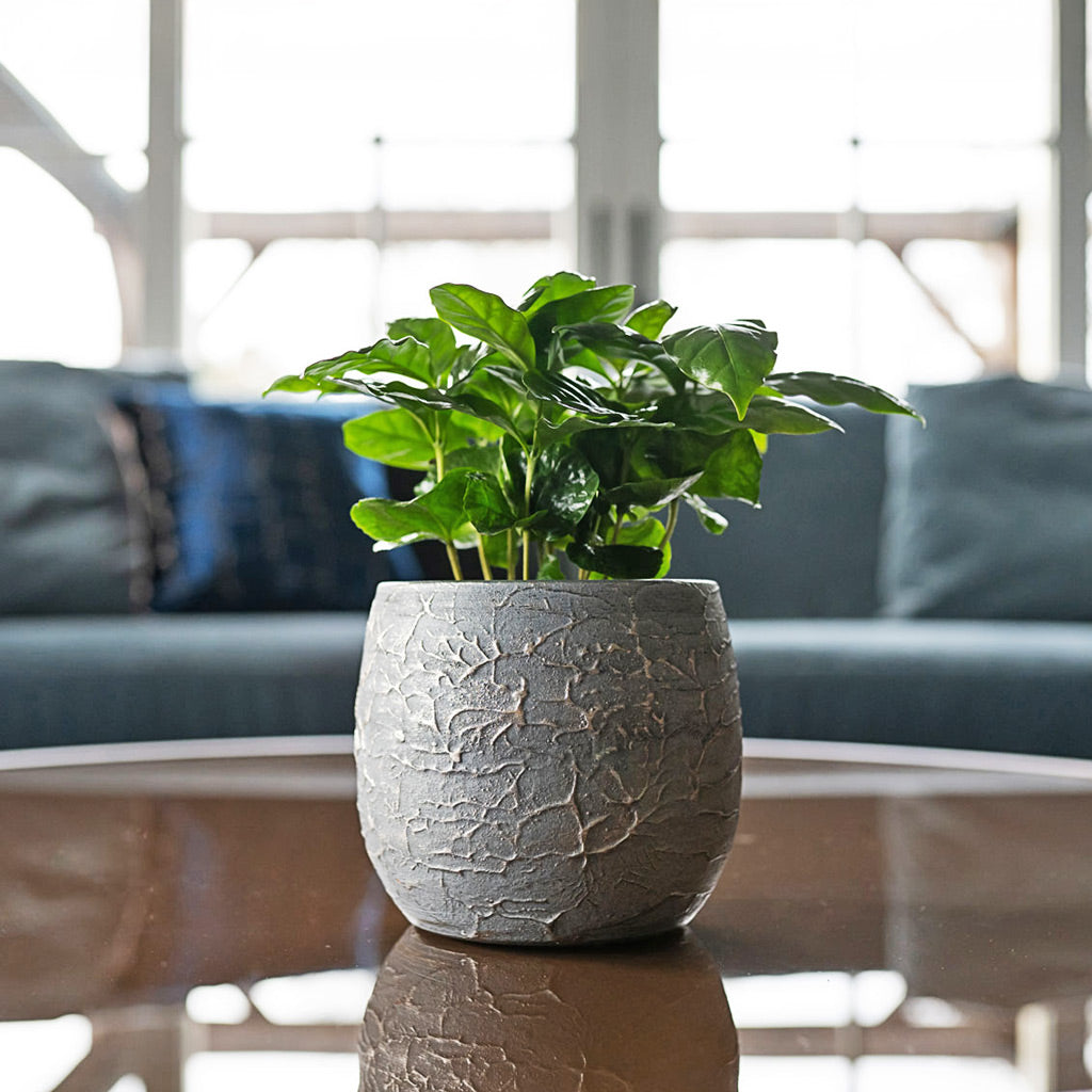 Coffee Plant In Evi Antique Silver On Table