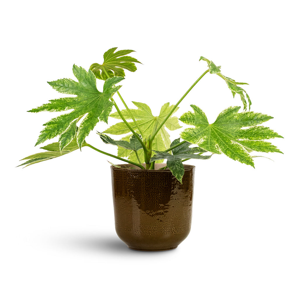 Fatsia Japonica Variegated 17x40cm In Nouri Pot Savannah 20x19cm