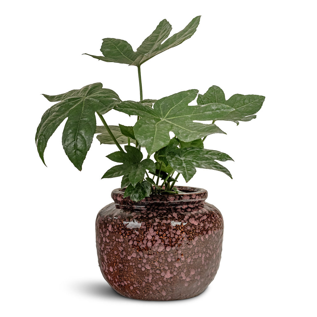Fatsia japonica 12x30cm House Plant In Kelsey Pot Vintage Mauve 21x17cm