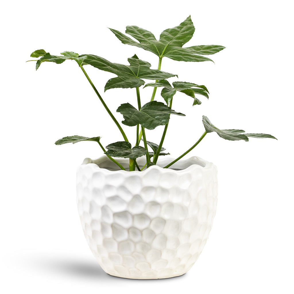Fatsia japonica 12x30cm House Plant In Kew Textured Pot White 17x14cm