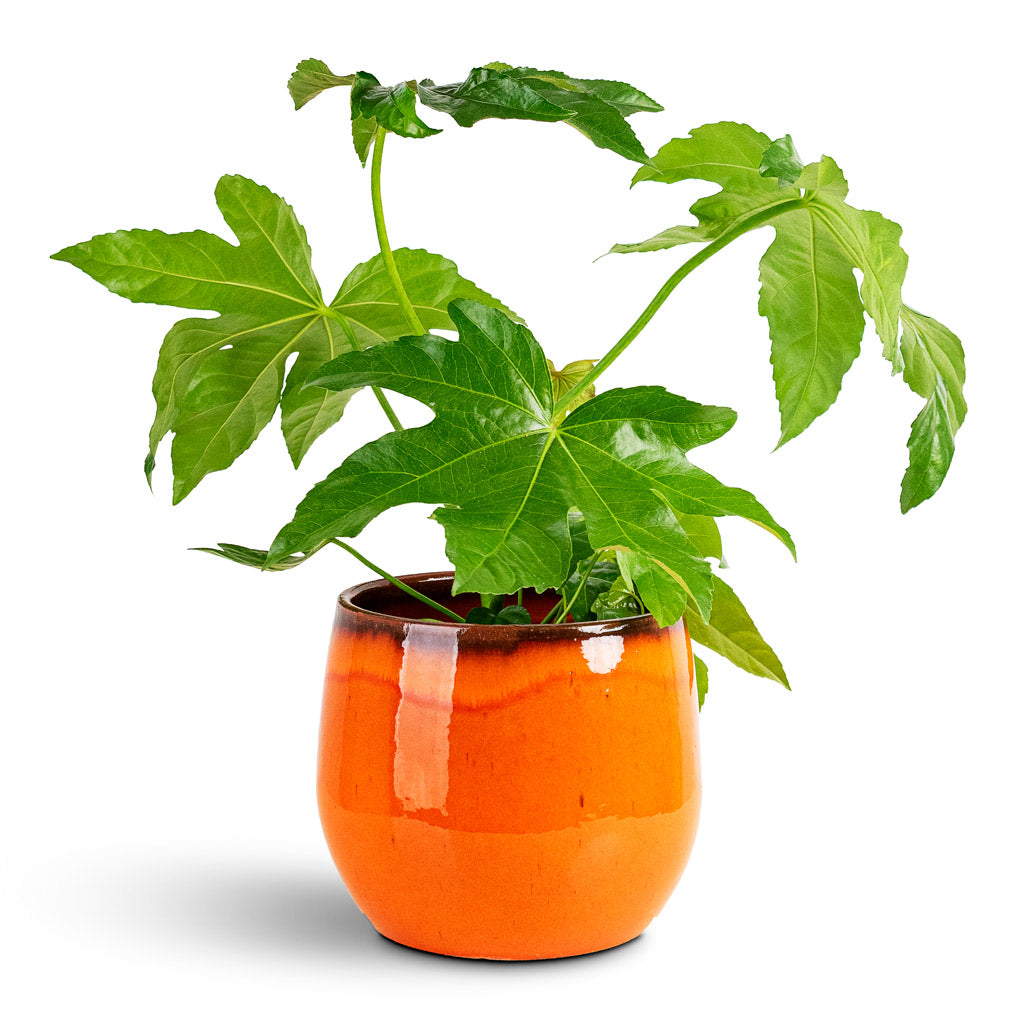 Fatsia japonica - 17x50cm House Plant In Charlotte Pot Orange - 23x20cm
