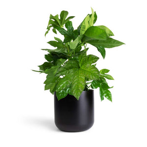 Fatsia japonica - Japanese Aralia & Lisbon Plant Pot - Anthracite