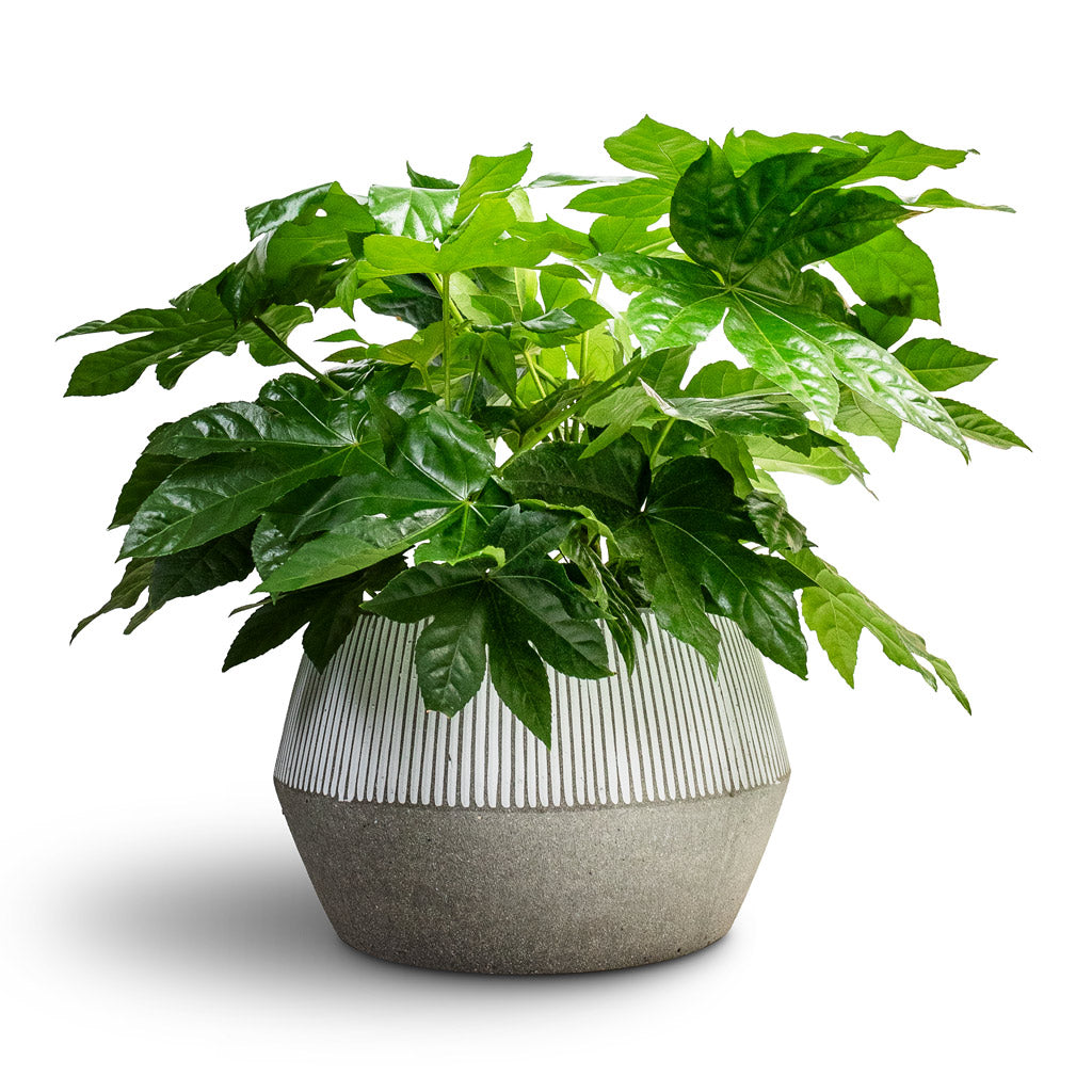 Fatsia japonica - Japanese Aralia & Low Harley Plant Pot - Ridged White Stripe