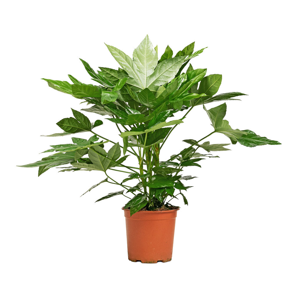 Fatsia japonica - Japanese Aralia - 19 x 70cm