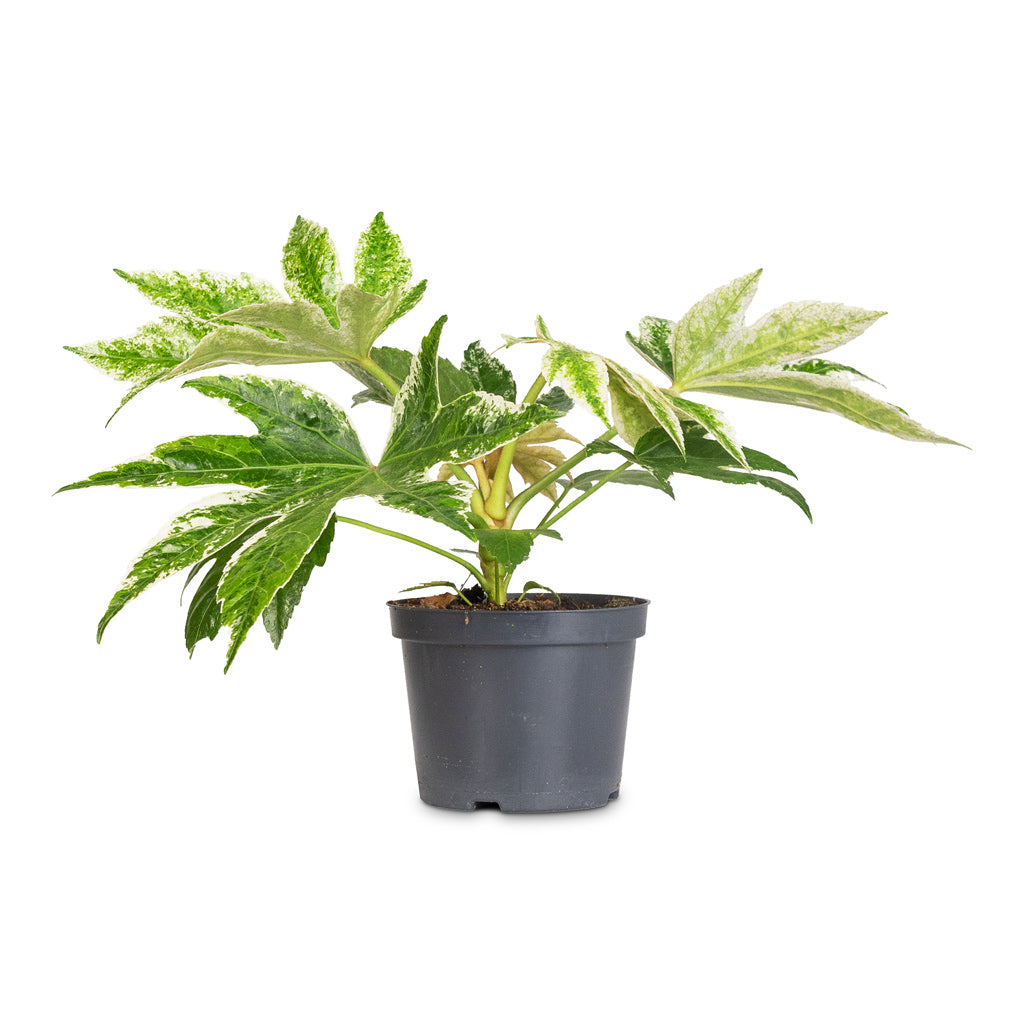 Fatsia japonica Variegated - 12x20cm