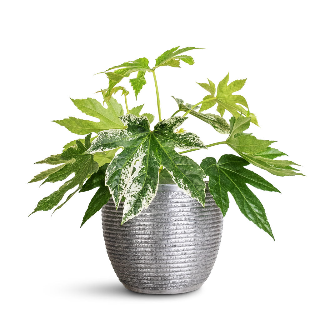 Fatsia japonica Variegated - 17x40cm In Elise Metal Pot Lead - 21x16cm