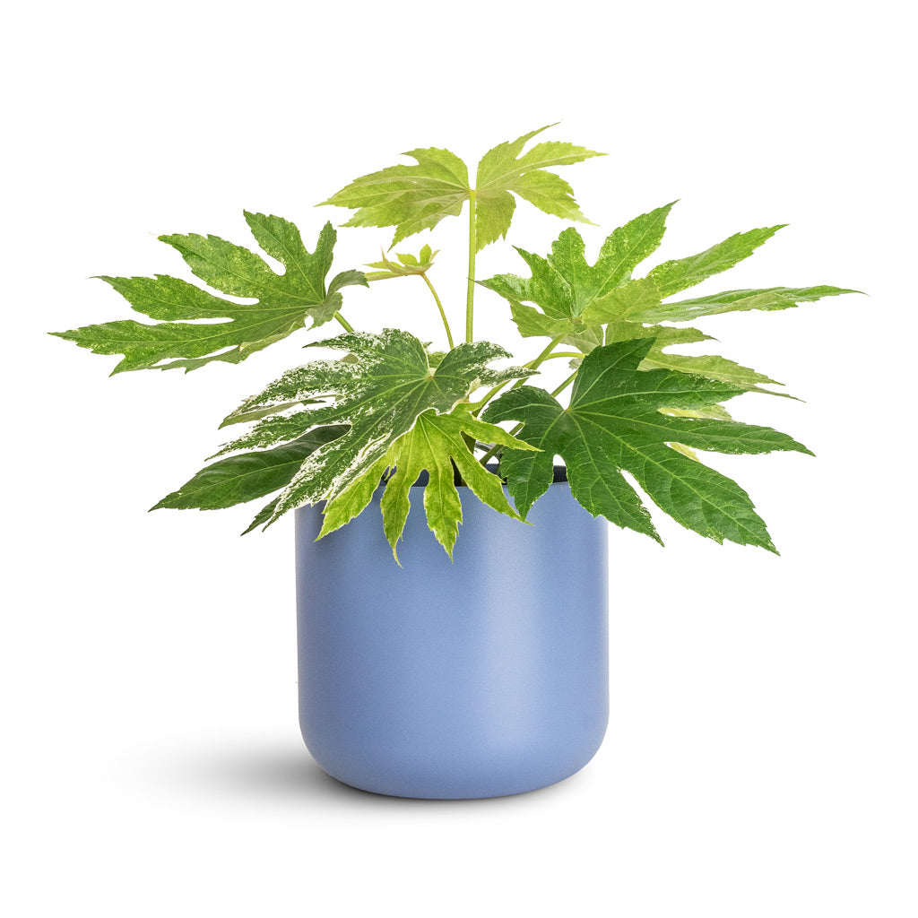 Fatsia japonica Variegated - 17x40cm In Lisbon Pot Powder Blue - 18.5x18.5cm