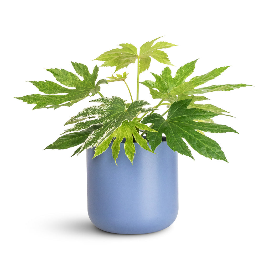 Fatsia japonica Variegated - 17x40cm In Lisbon Pot Powder Blue - 18.5x18.5cm