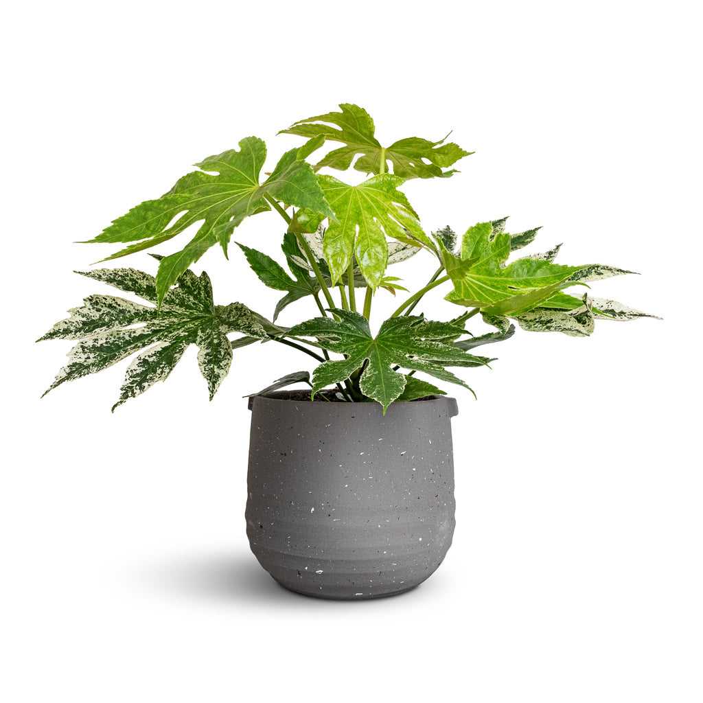 Fatsia japonica - Variegated Japanese Aralia & Aurora Terrazzo Handle Plant Pot - Slate