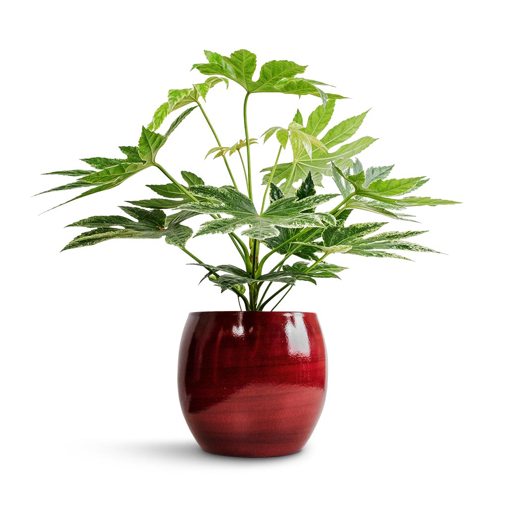 Fatsia japonica - Variegated Japanese Aralia & Cresta Plant Pot - Deep Red