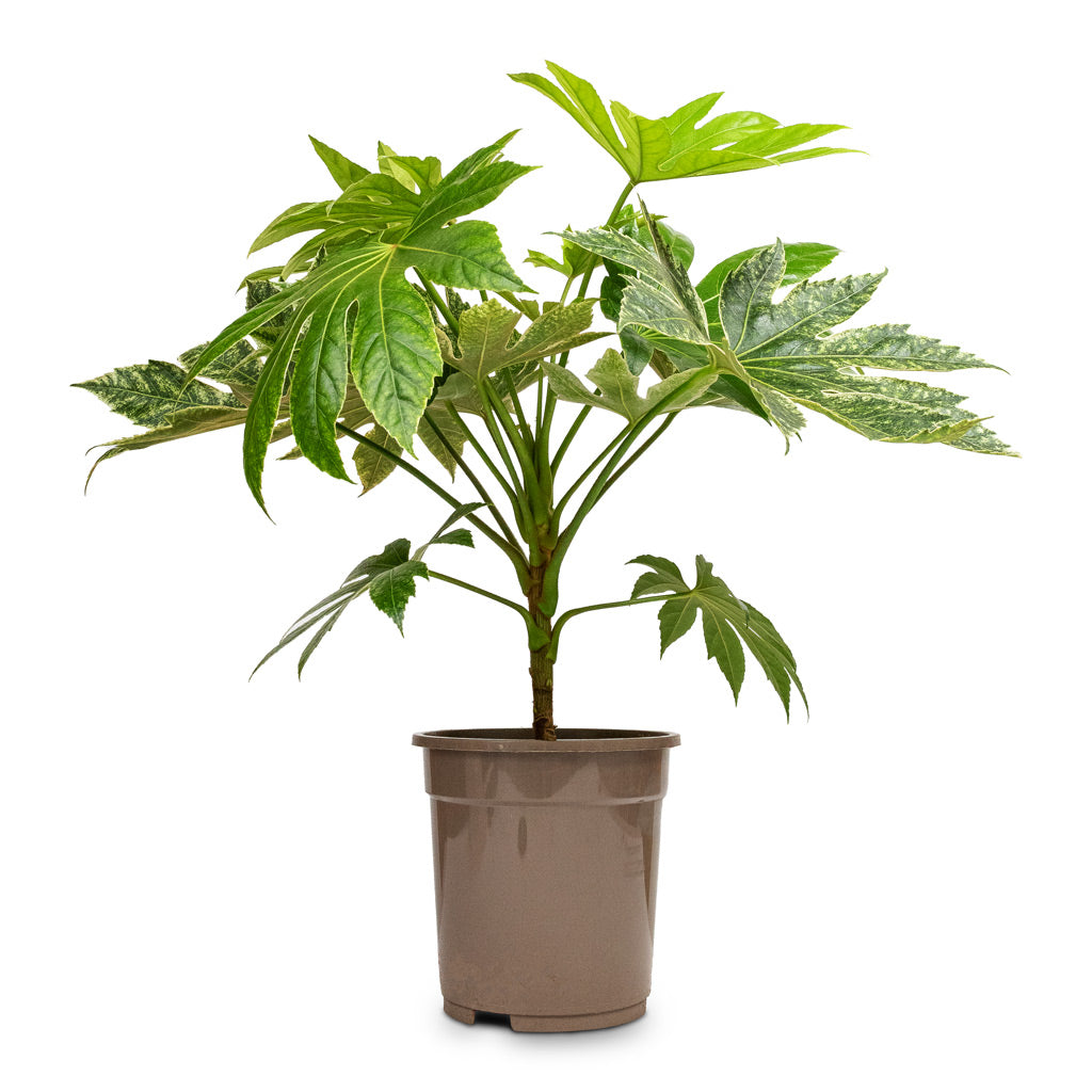 Fatsia japonica Variegated Japanese Aralia - 19x70cm