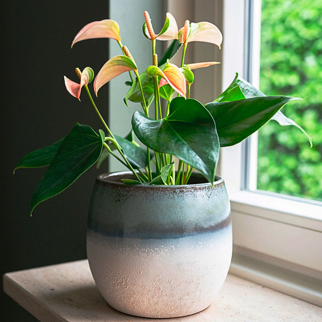 Anthurium Joli Peach In Fem Pot Sky Blue