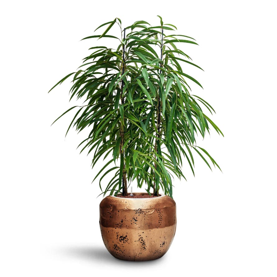 Ficus Alii - HydroCare & Opus Raw Couple Planter - Gold