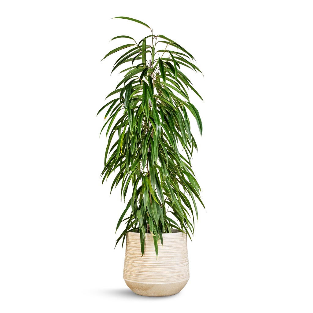 Ficus Alii - Long Leafed Fig & Dune Darcy Planter - Oat