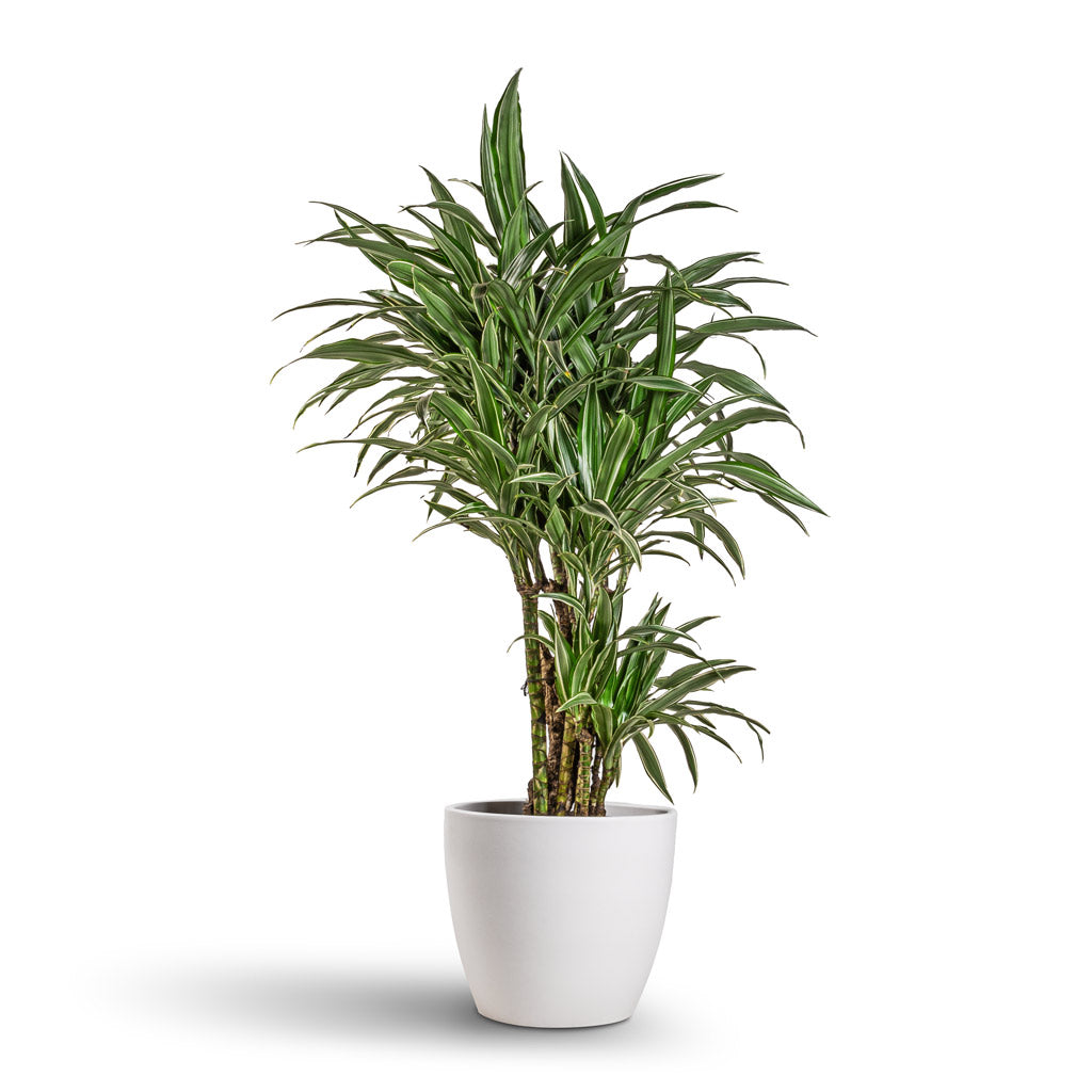 Sven Plant Pot - White