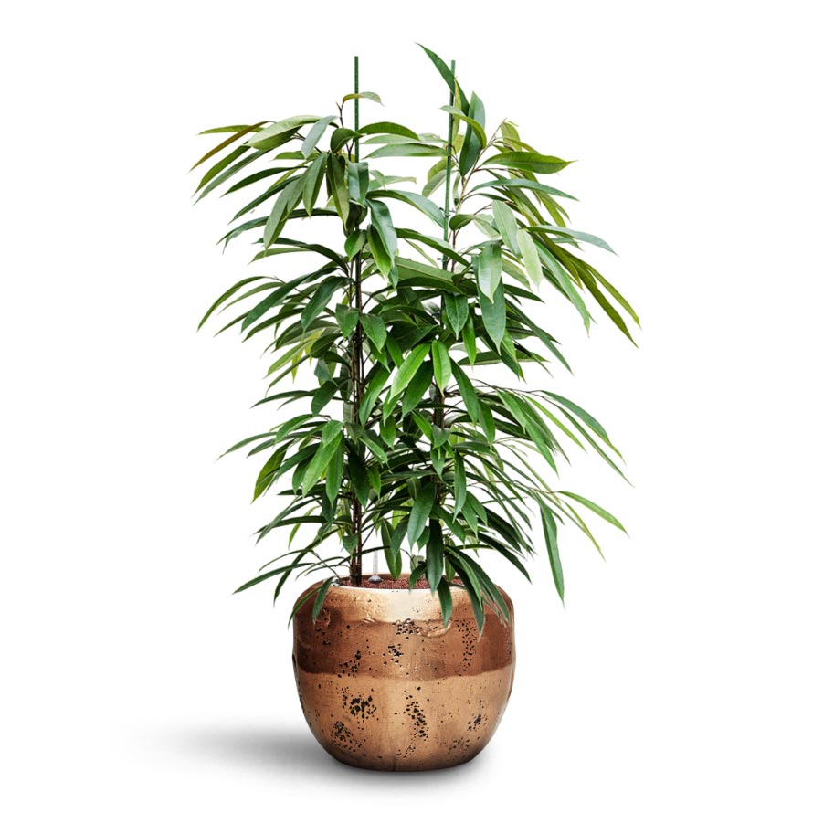 Ficus Lyrata Bambino - Hydrocare & Opus Raw Couple Planter - Gold