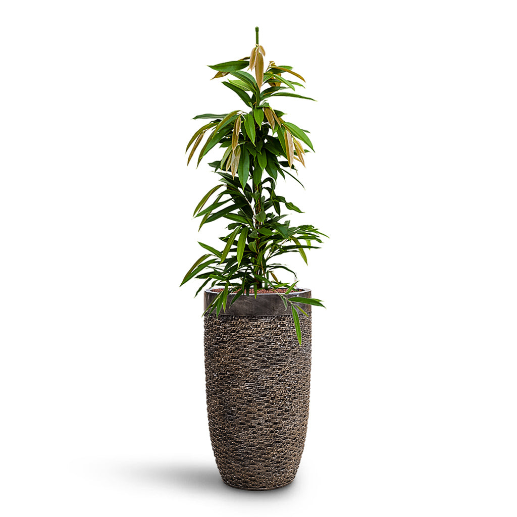 Ficus Amstel King HydroCare in Luxe Lite Layer Partner - Bronze - 38 x 157cm