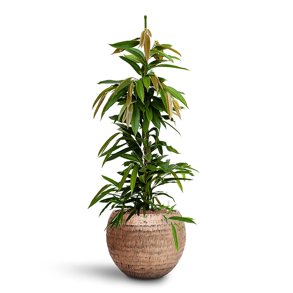 Ficus Amstel King HydroCare in Opus Hammered Globe - Gold - 40 x 119cm