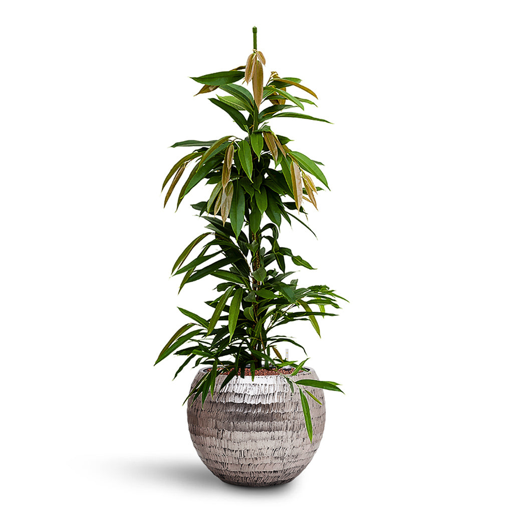 Ficus Amstel King HydroCare in Opus Hammered Globe - Silver - 40 x 119cm