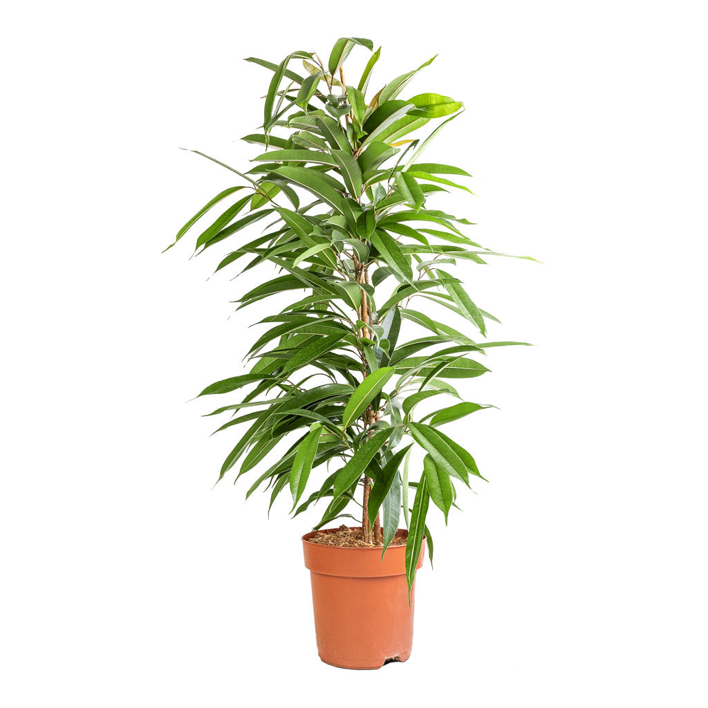 Ficus Amstel King - Narrow Leafed Fig - 21 x 90cm