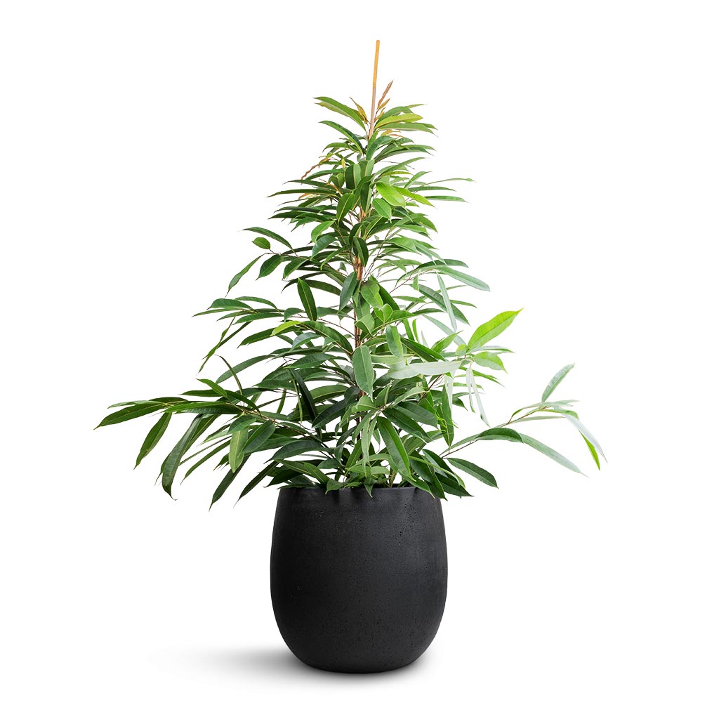 Ficus Amstel King - Narrow Leafed Fig &amp; Grigio Balloon Plant Pot - Anthracite Concrete
