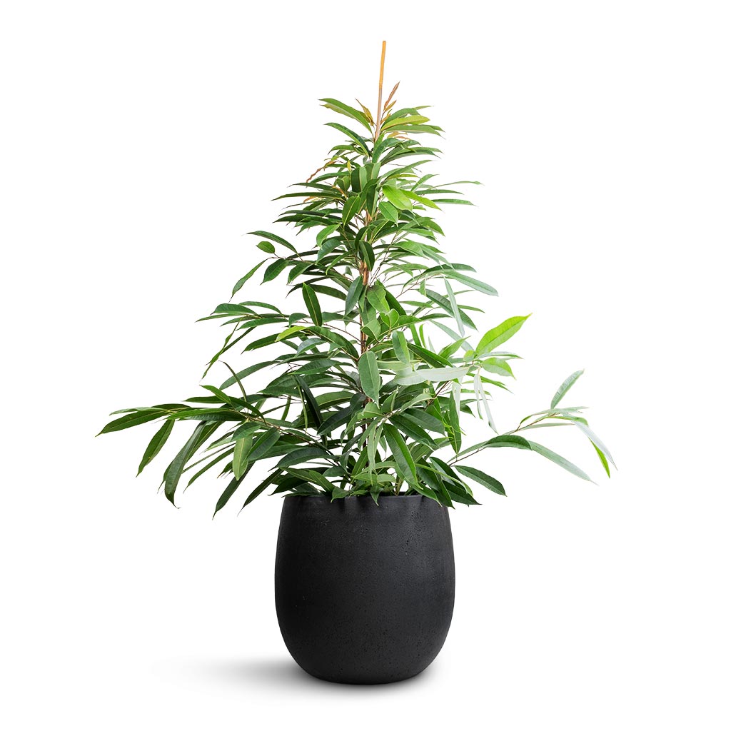 Ficus Amstel King - Narrow Leafed Fig & Grigio Balloon Plant Pot - Anthracite Concrete
