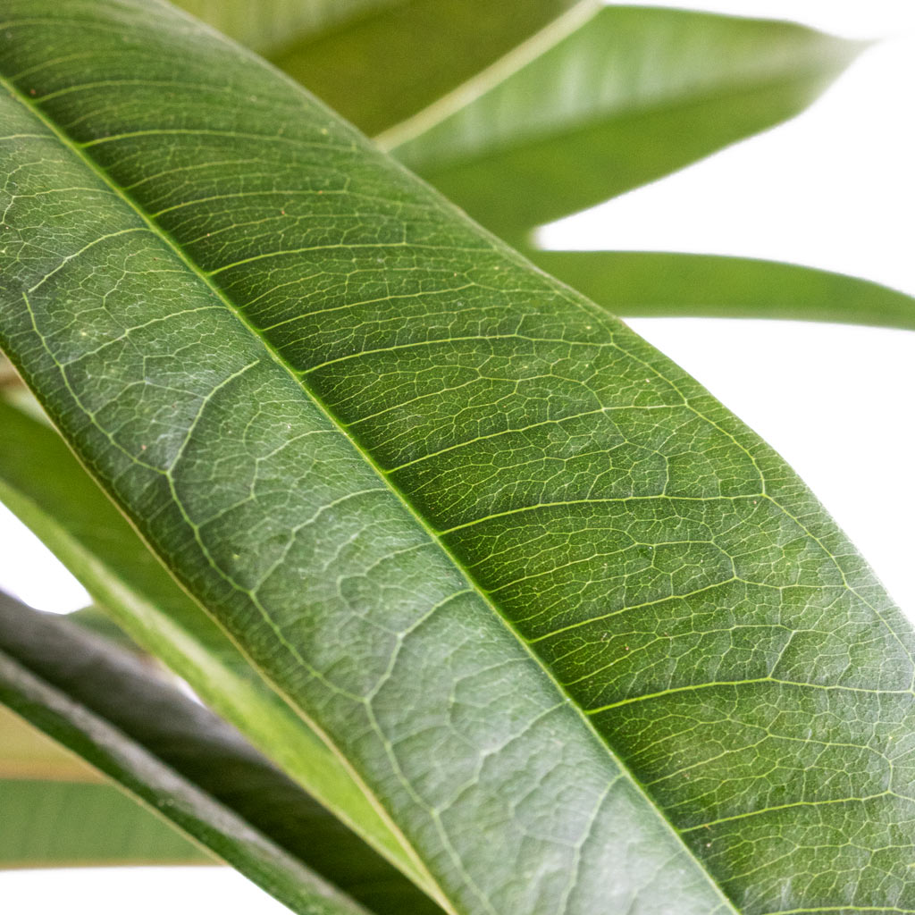 Ficus Amstel King - Narrow Leafed Fig - Leaf