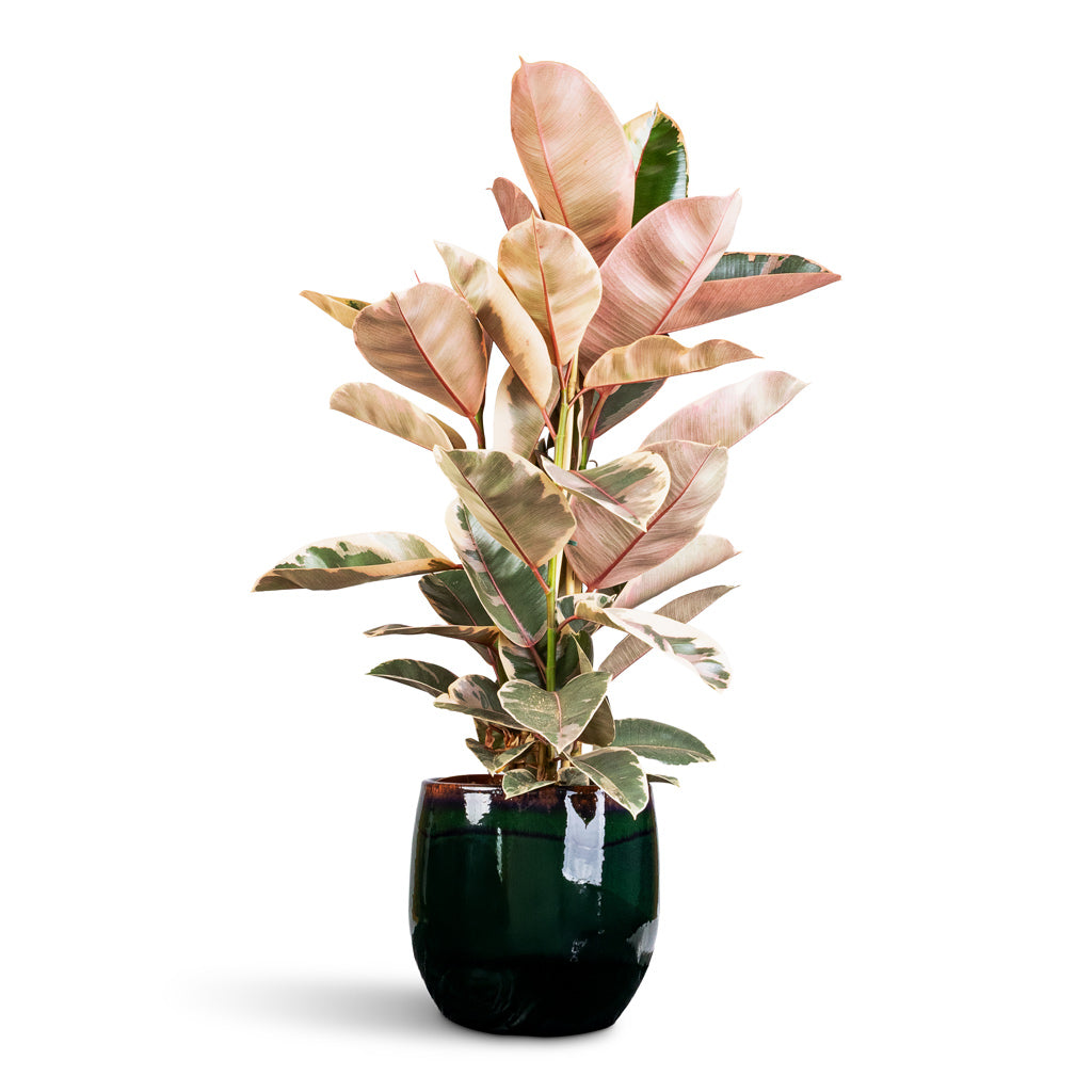 Ficus Belize 24x80cm house plant in Charlotte Pot Green 29cmx25cm