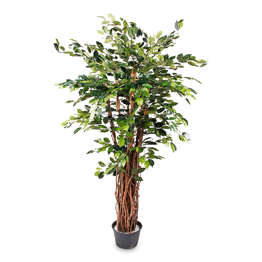Ficus Benjamina Liana Deluxe - Artificial - 175cm