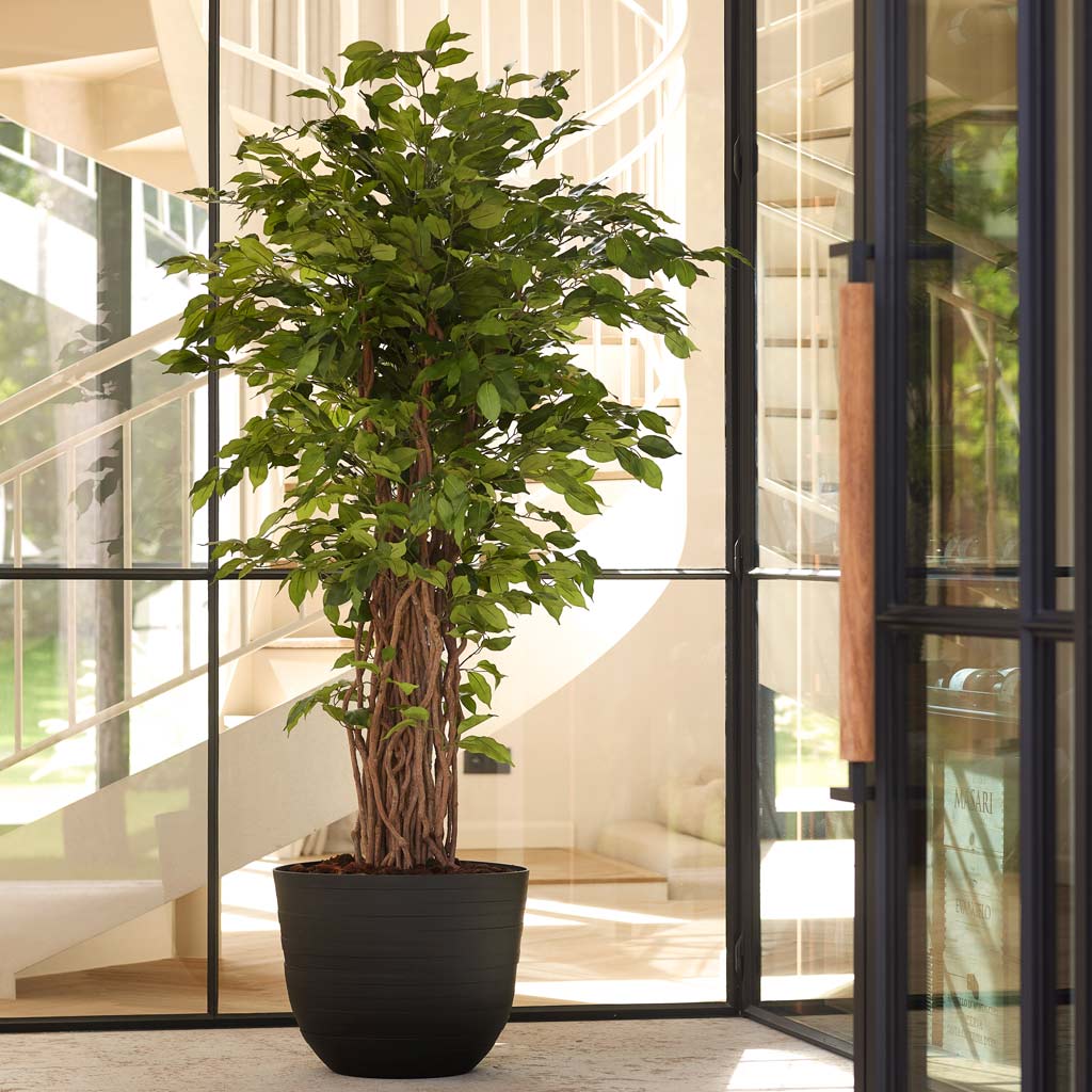 Ficus Benjamina Liana Deluxe - Artificial - 205cm
