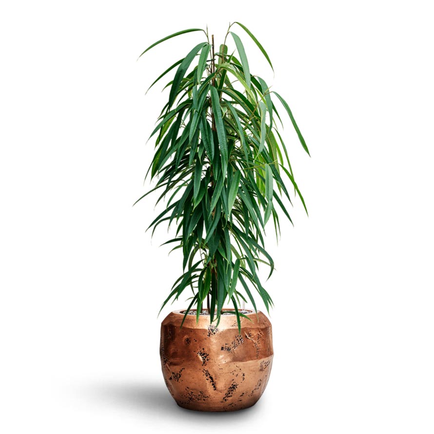 Opus Raw Couple Planter - Gold