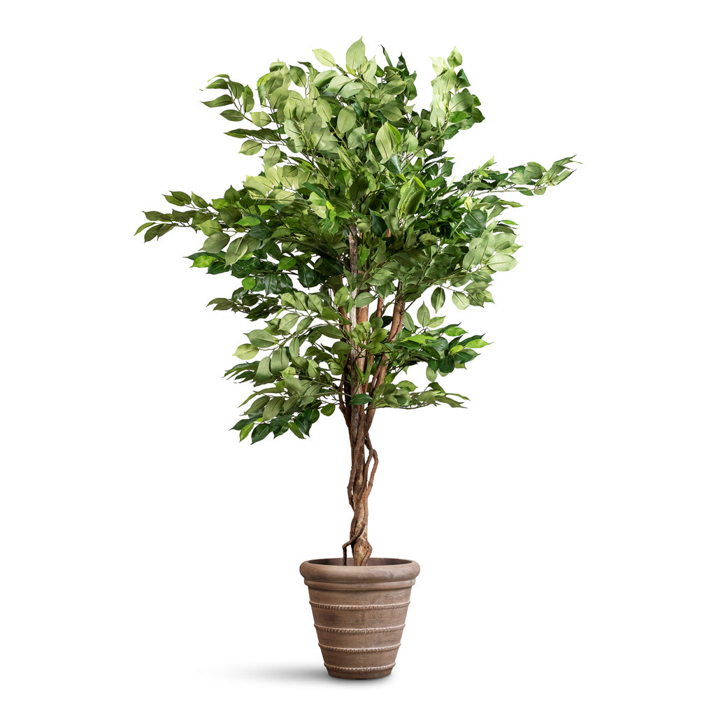 Ficus Deluxe Vine Tree Artificial - 140cm In Treasure Selena Planter Chalk Beige - 29x25cm