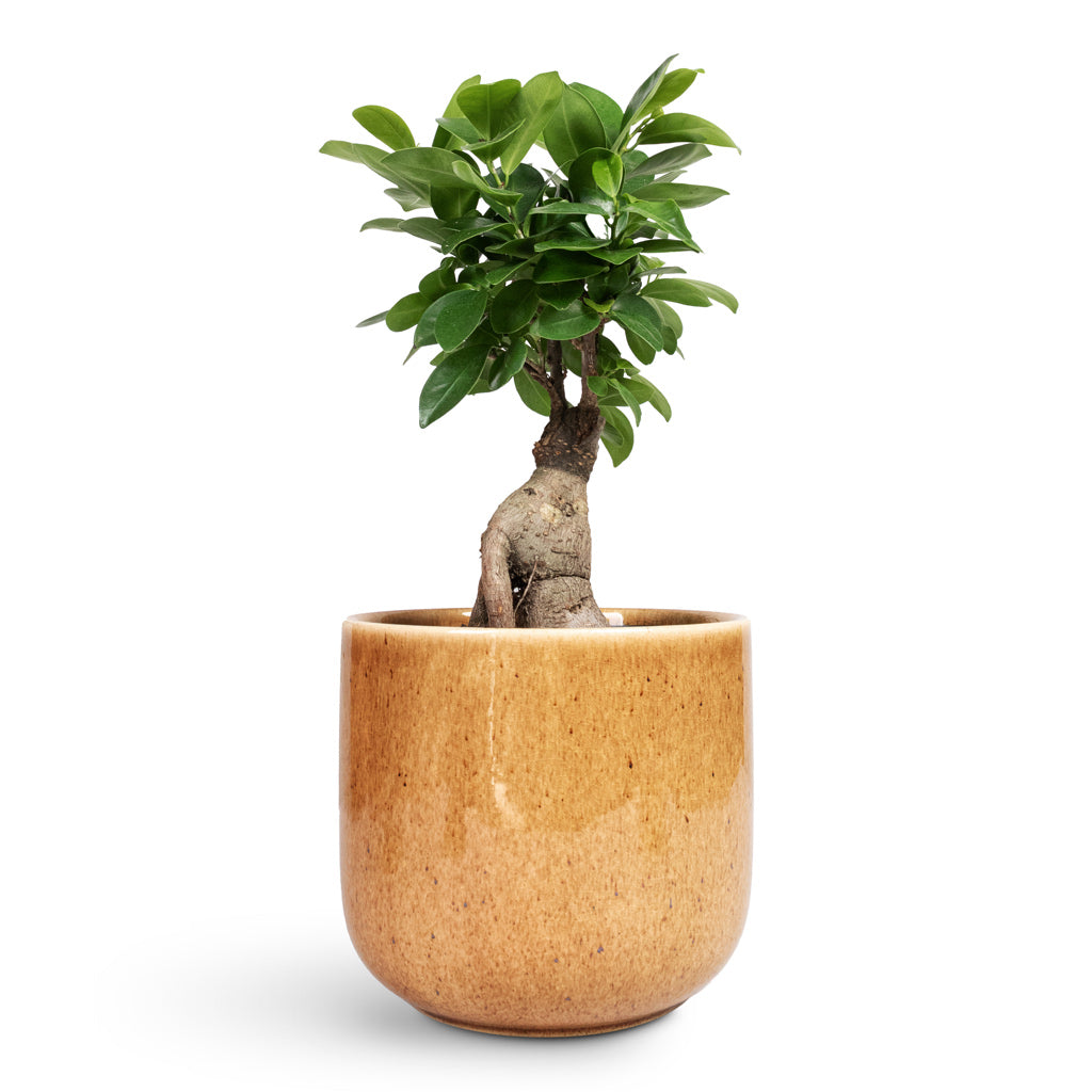 Ficus Ginseng Indian Laurel 12x30cm In Nine Plant Pot Caramel 17x15cm