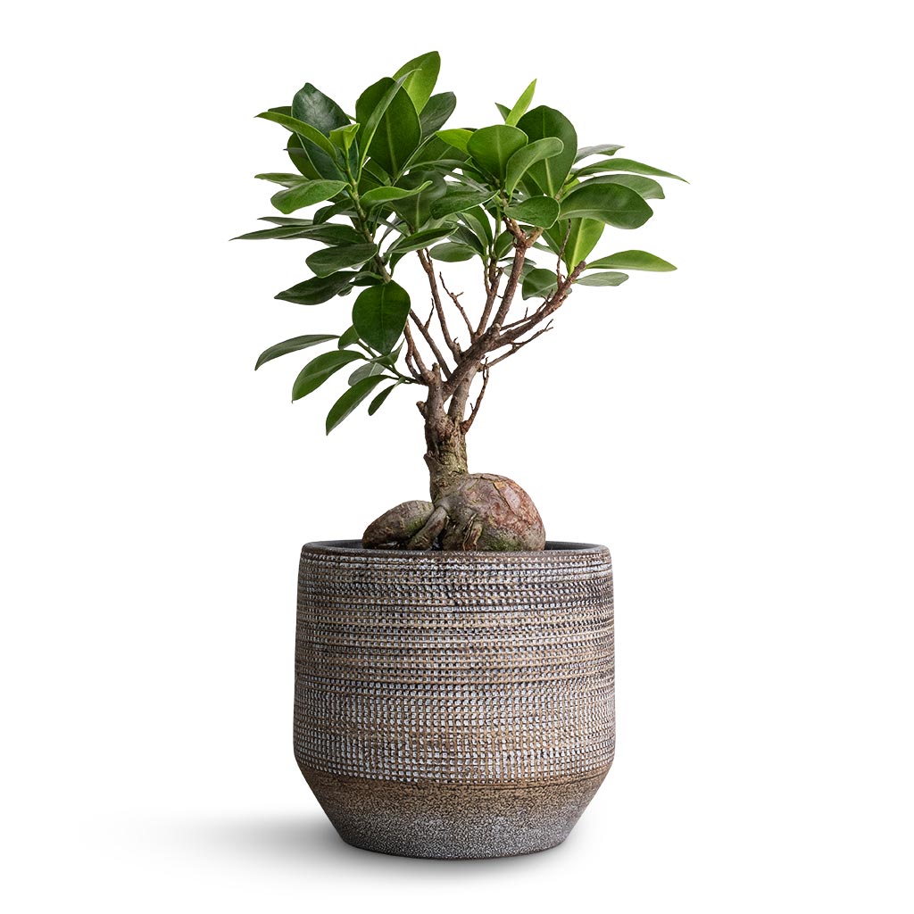 Ficus Ginseng - Indian Laurel & Norell Plant Pot - Latte Lattice