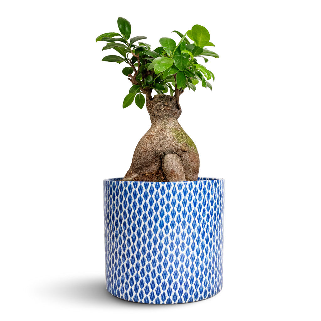 Ficus Ginseng - Indian Laurel & Lazzaro Plant Pot - Navy Garland