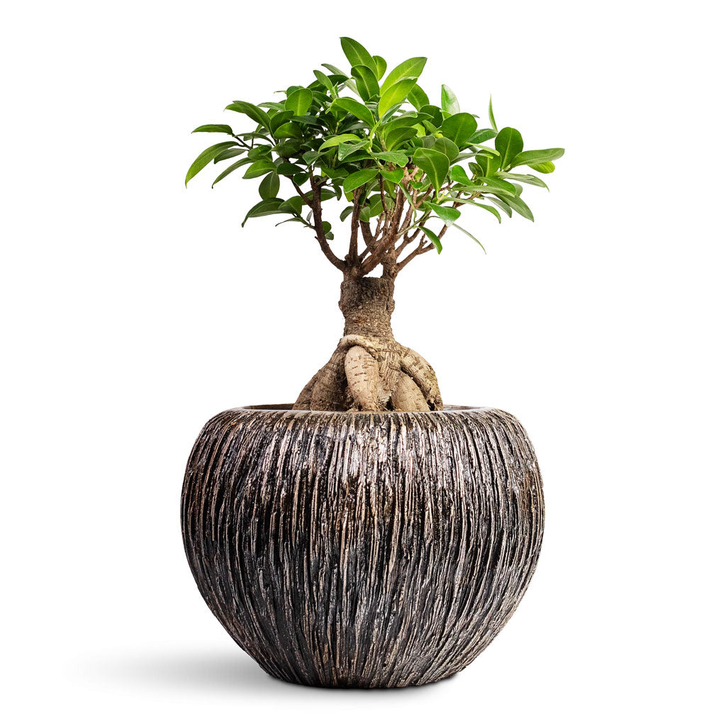 Ficus Ginseng Indian Laurel - 17x40cm In Luxe Lite Waterfall Globe Planter Bronze - 28x20cm